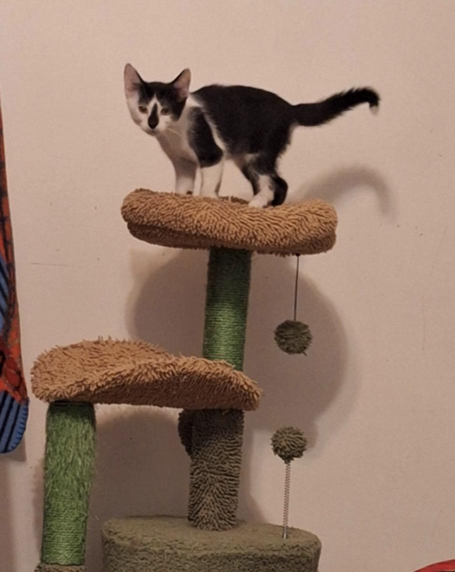 Enlarge Triton, a Adoptable Domestic Short Hair in Granite City, IL image 2/3