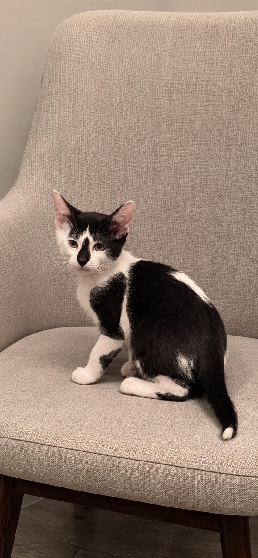 Triton, Adoptable, Kitten Male Domestic Short Hair.