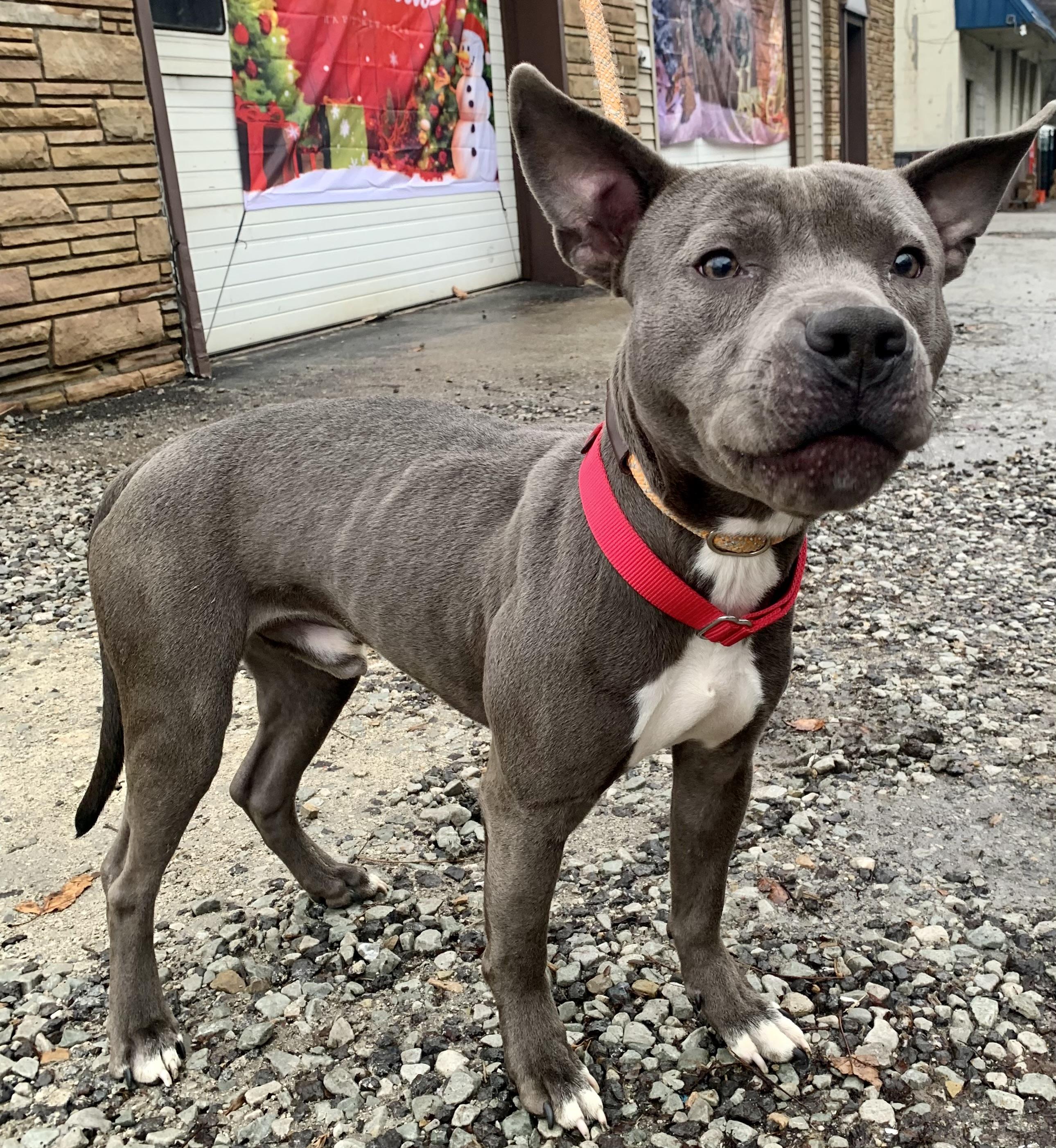 Comet, ADOPTABLE, Adult Male Pit Bull Terrier.
