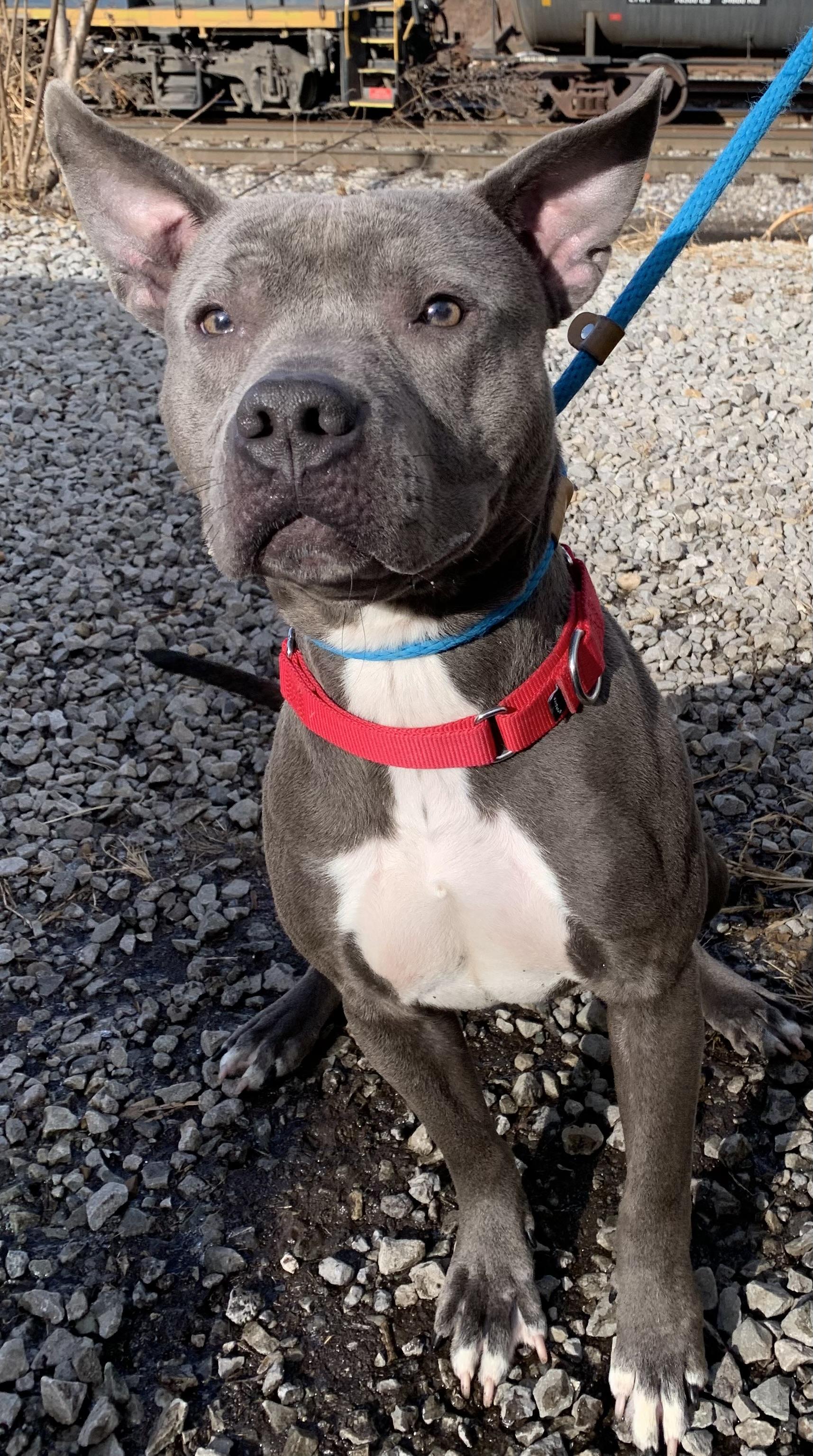 Enlarge Comet, an adopted mixed breed in McKeesport, PA image 4/6