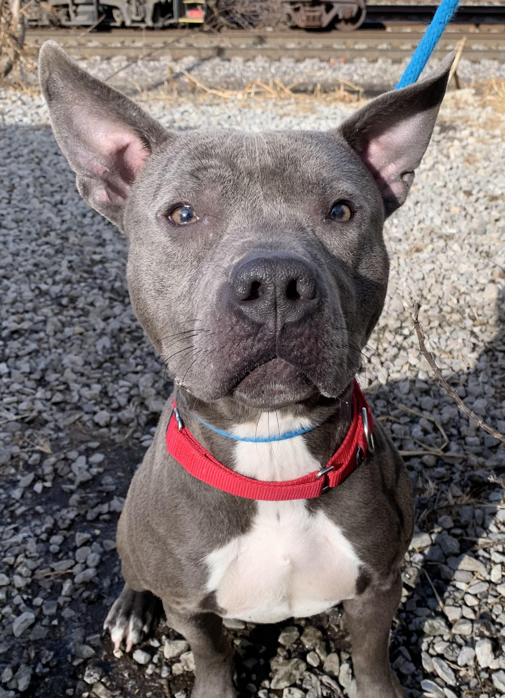 Enlarge Comet, an adopted mixed breed in McKeesport, PA image 6/6