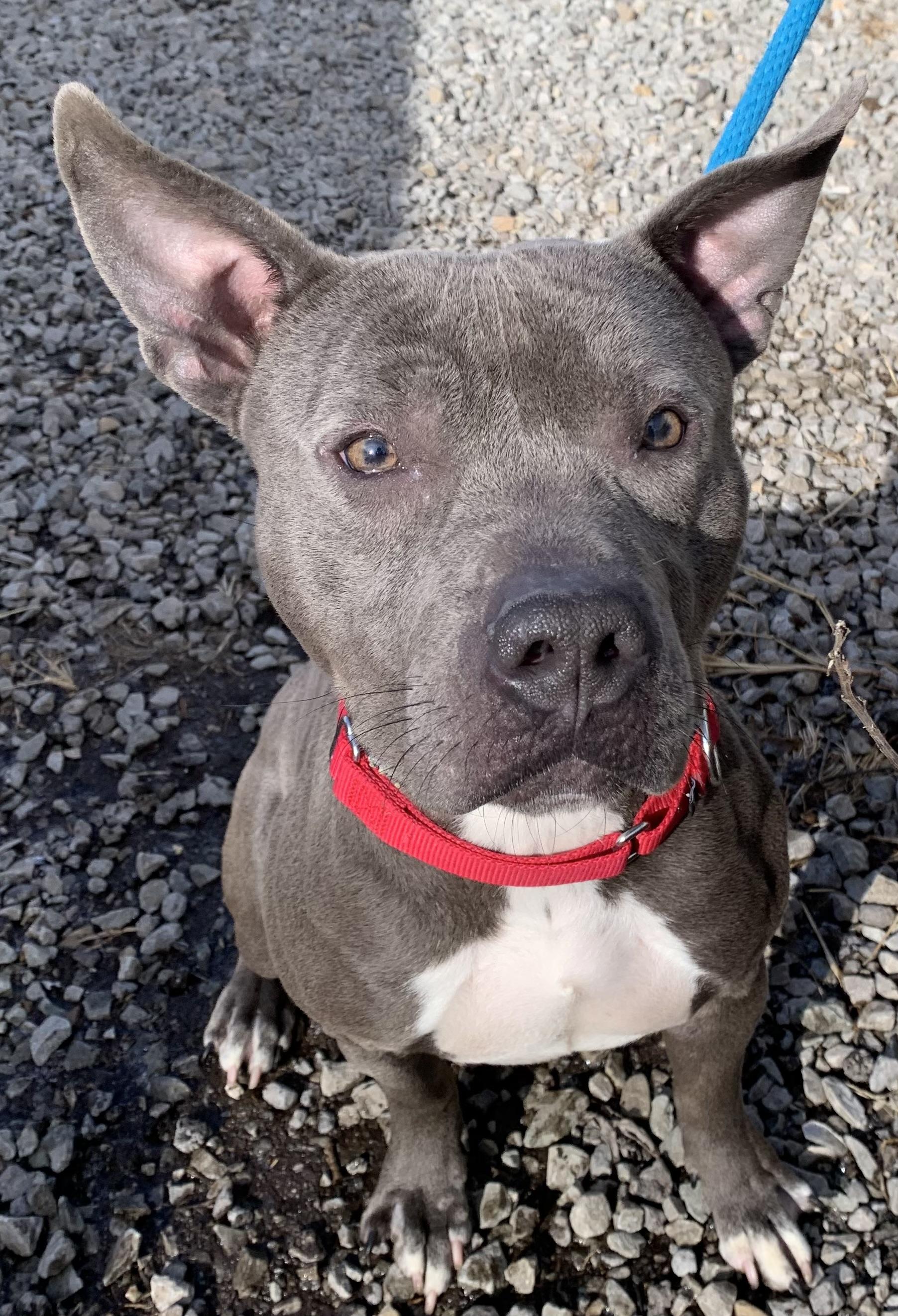 Enlarge Comet, an adopted mixed breed in McKeesport, PA image 5/6