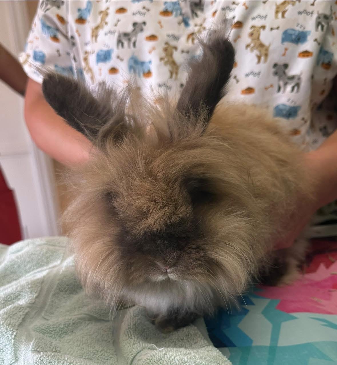 Enlarge Hazel, an adopted Bunny Rabbit in Seneca, SC image 2/3