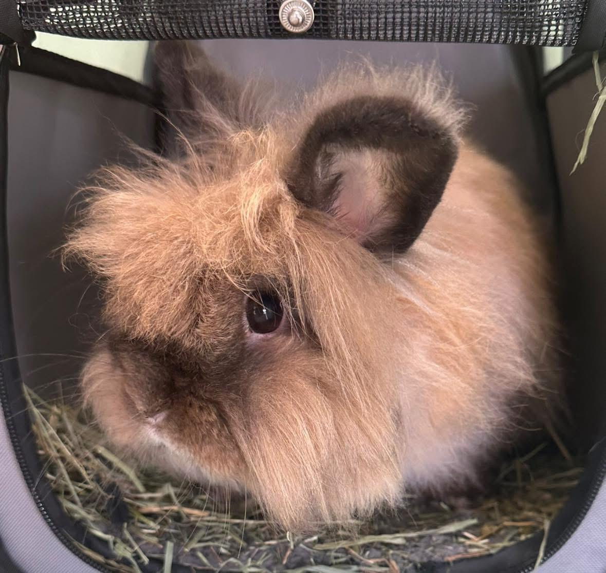 Enlarge Hazel, an adopted Bunny Rabbit in Seneca, SC image 3/3
