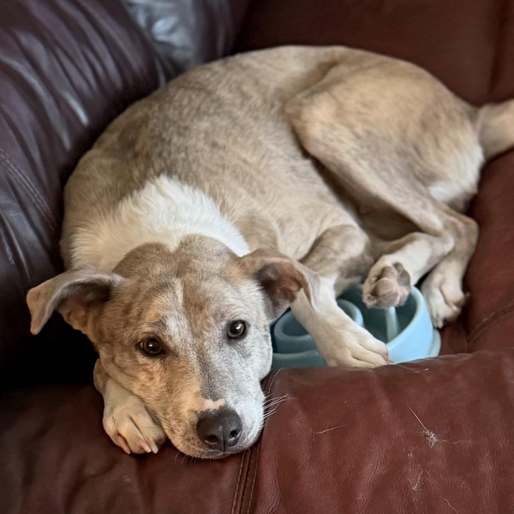 Enlarge Delilah, a Adoptable mixed breed in CANTON, OH image 2/5