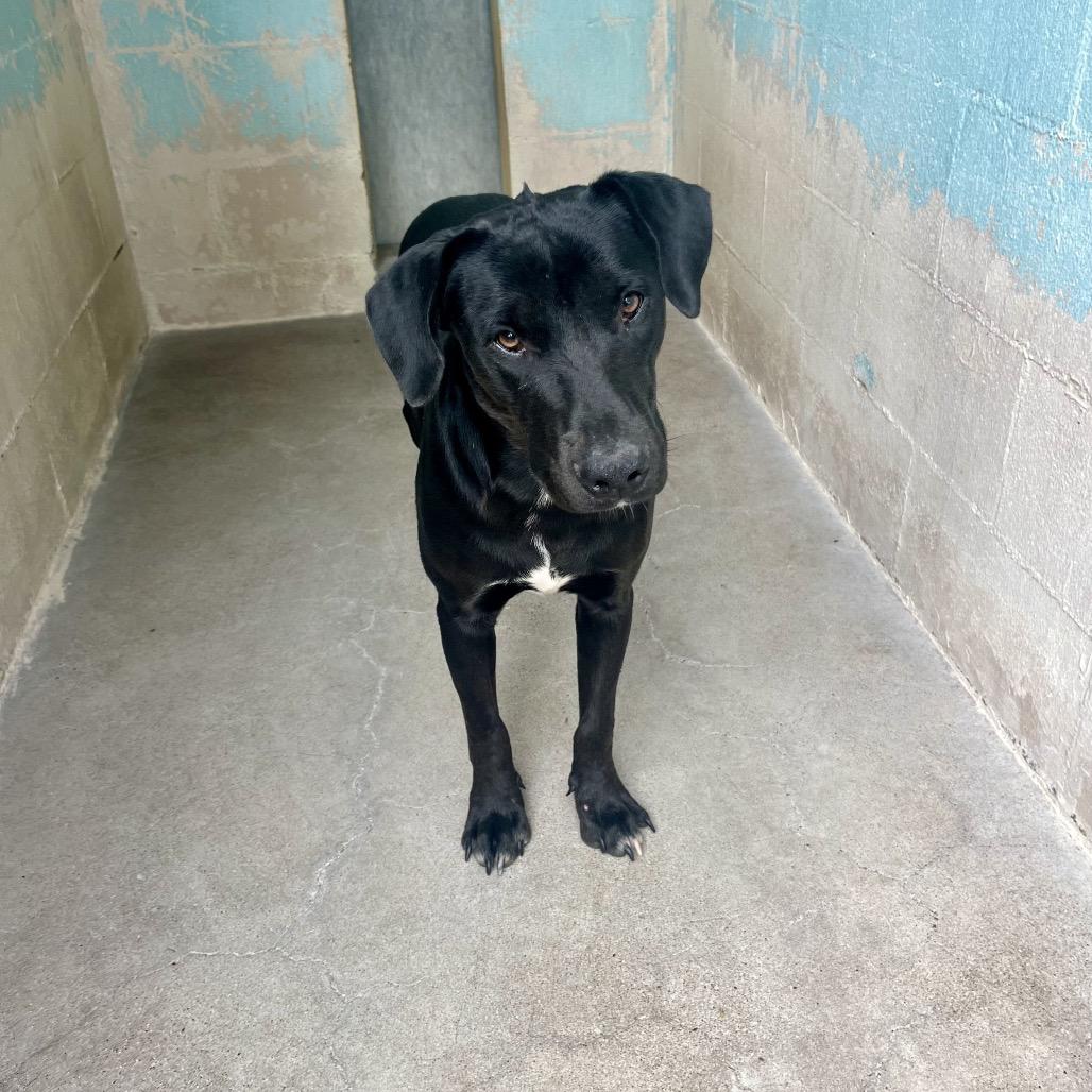 Enlarge Onyx, a Adoptable Mixed Breed in Palestine, TX image 1/5