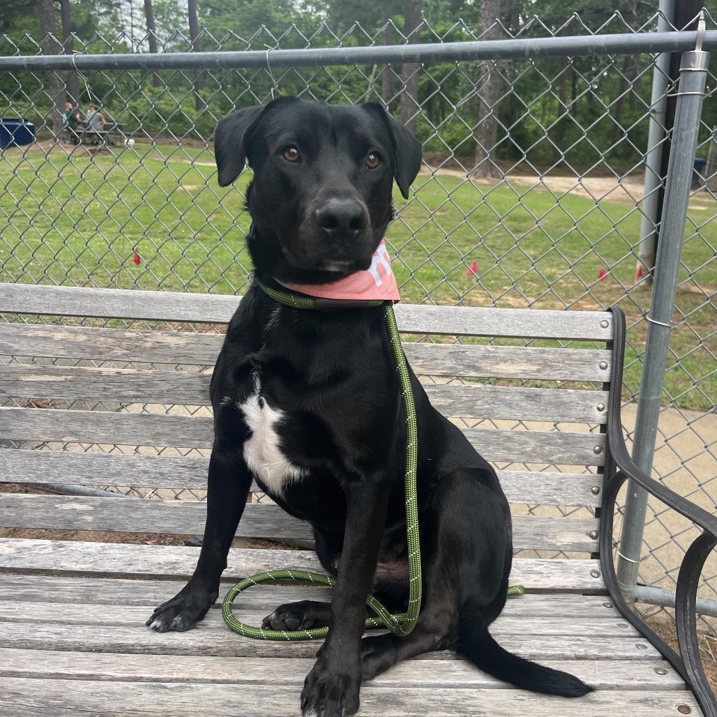 Enlarge Onyx, a Adoptable Mixed Breed in Palestine, TX image 2/6