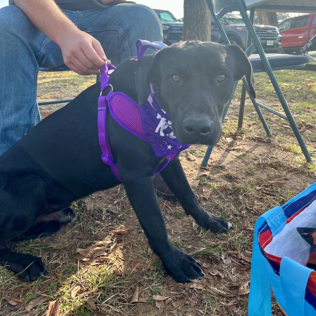 Enlarge Onyx, a Adoptable Mixed Breed in Palestine, TX image 2/5