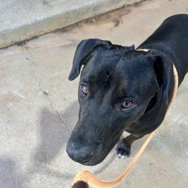 Enlarge Onyx, a Adoptable Mixed Breed in Palestine, TX image 3/5