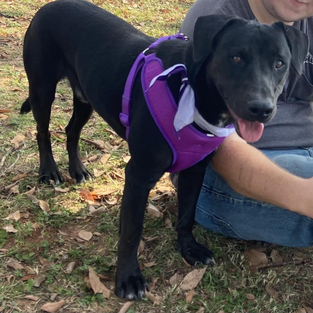 Enlarge Onyx, a Adoptable Mixed Breed in Palestine, TX image 4/5