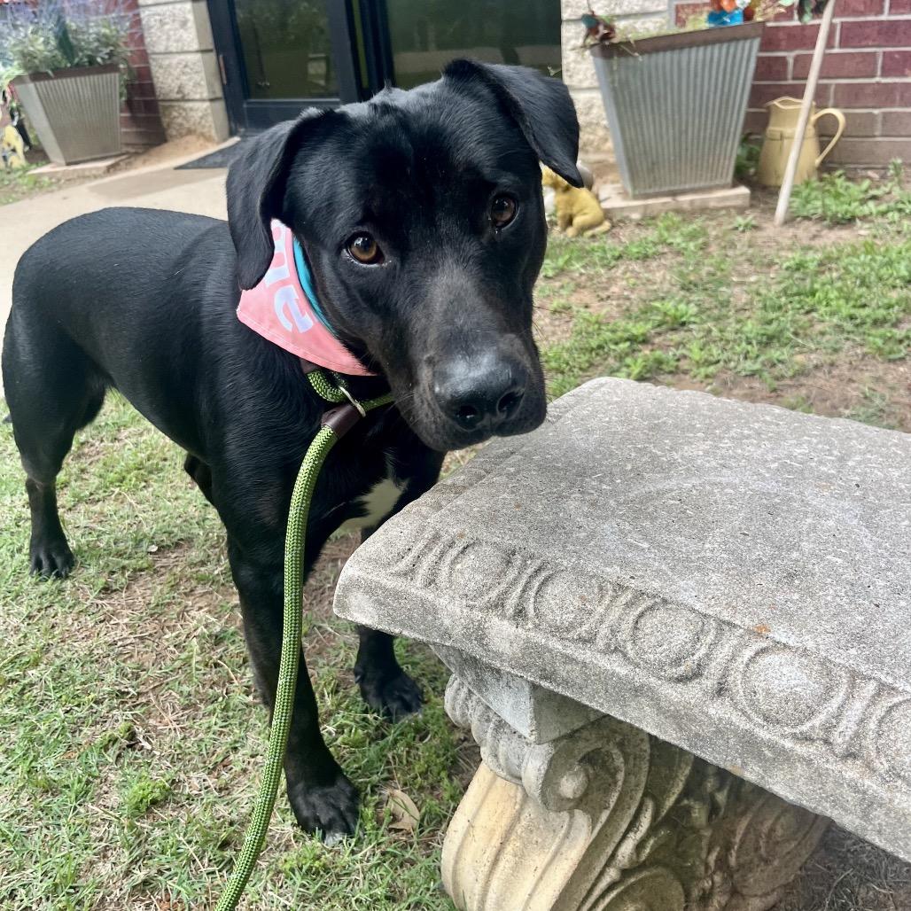 Enlarge Onyx, a Adoptable Mixed Breed in Palestine, TX image 6/6