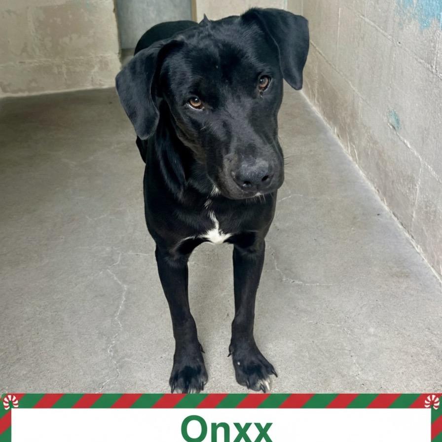 Enlarge Onyx, a Adoptable Mixed Breed in Palestine, TX image 5/5