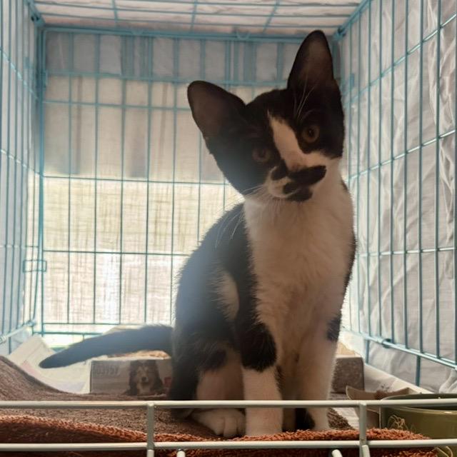 ROSA, ADOPTABLE, Kitten Female Tuxedo.