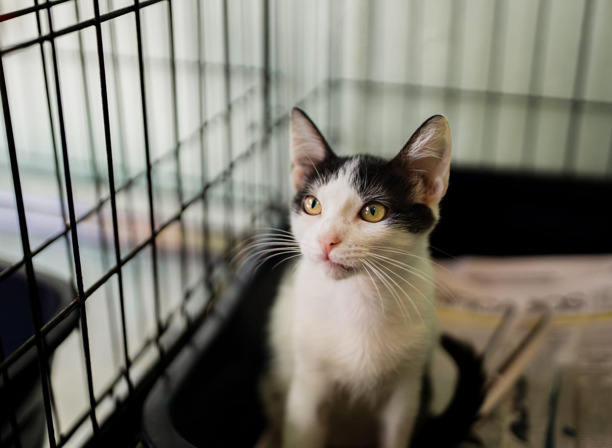 Meek, adopted, Kitten Female Domestic Short Hair.