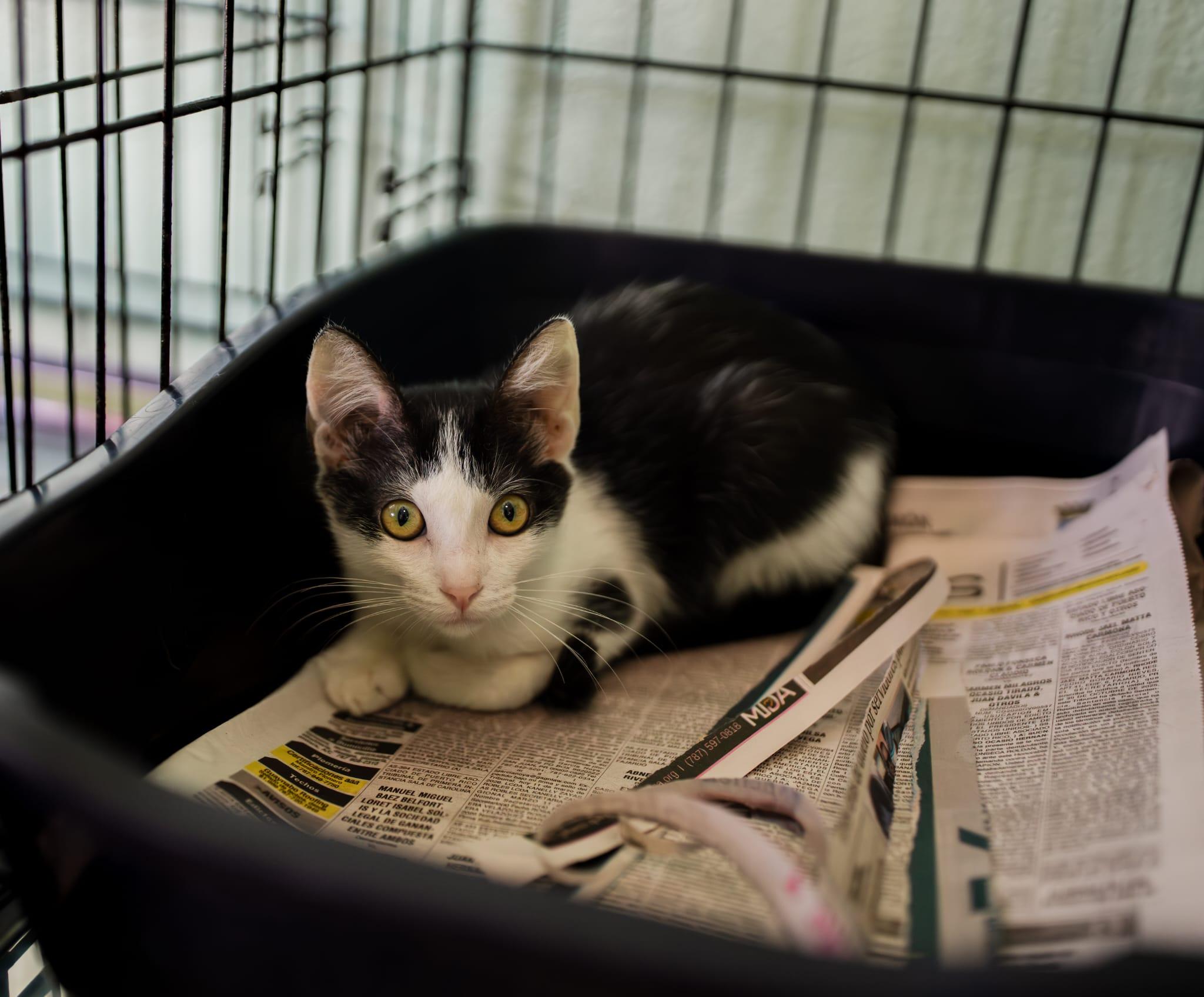 Meek, an adopted Domestic Short Hair in Manchester, NH image 4/6