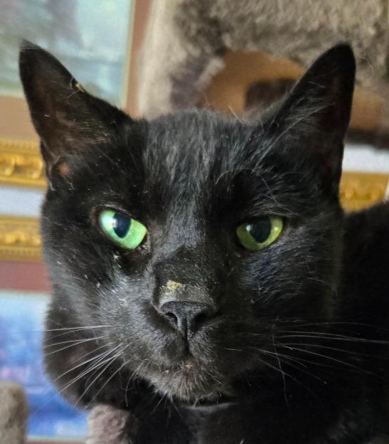 Ollie, Adoptable, Senior Male Domestic Short Hair.