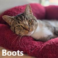 Boots, Adoptable, Adult Male Domestic Short Hair.