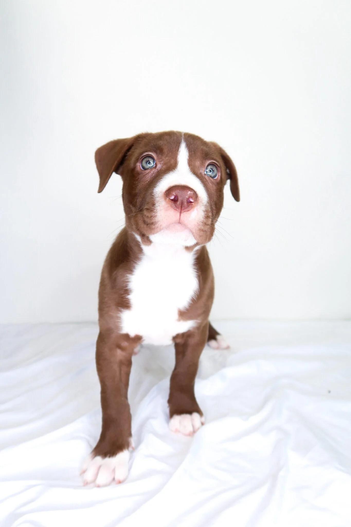 Dough, Adoptable, Puppy Male Labrador Retriever & Pit Bull Terrier.