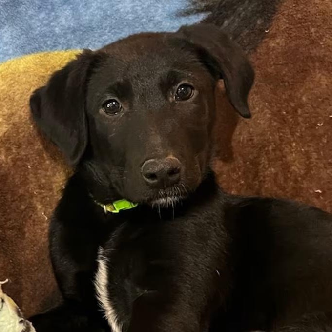 Megan Moroney (ON ADOPTION HOLD), ADOPTABLE, Young Female Mixed Breed.