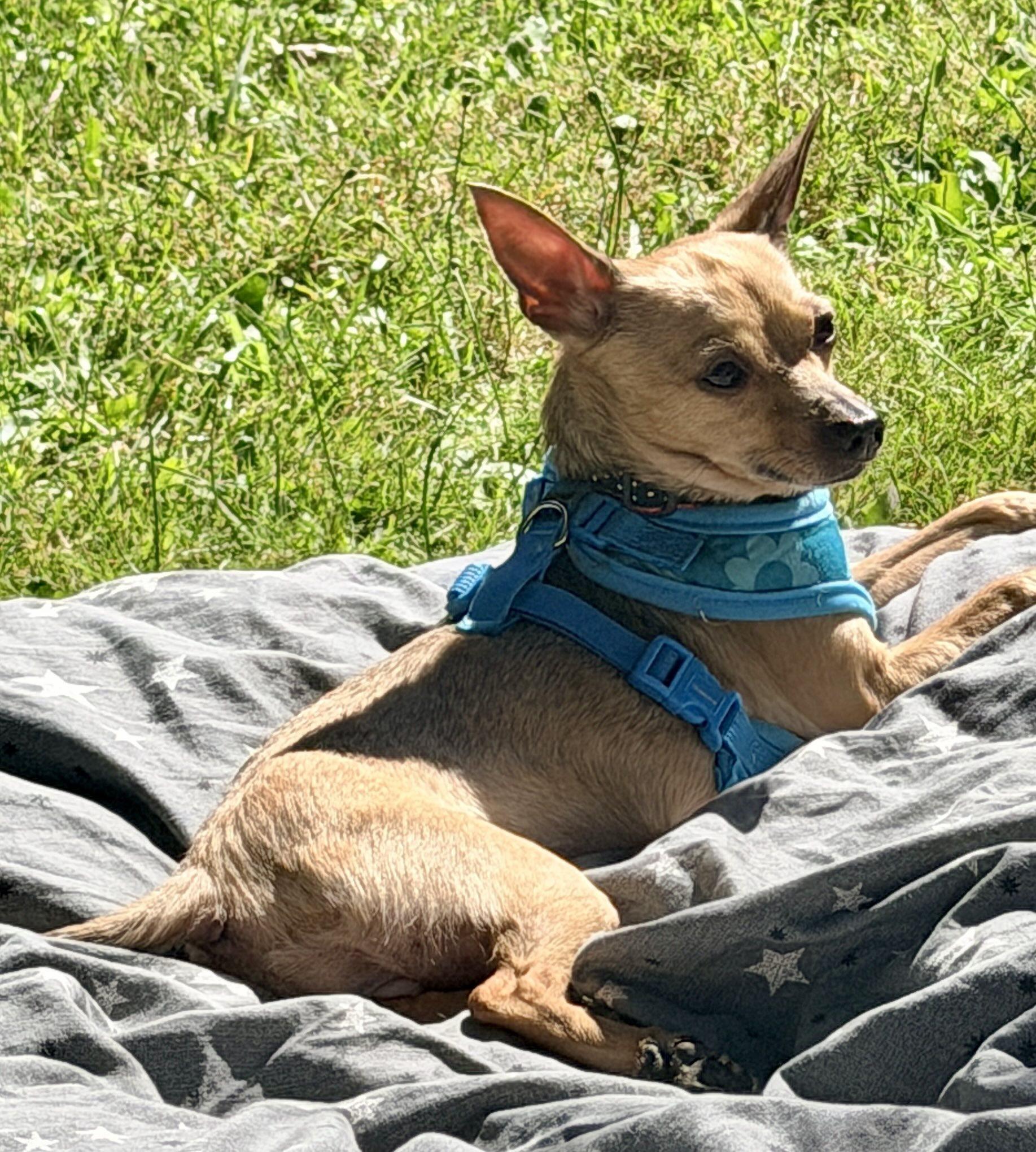 Enlarge Valkyrie, a Adopted mixed breed in Portland, OR image 2/6