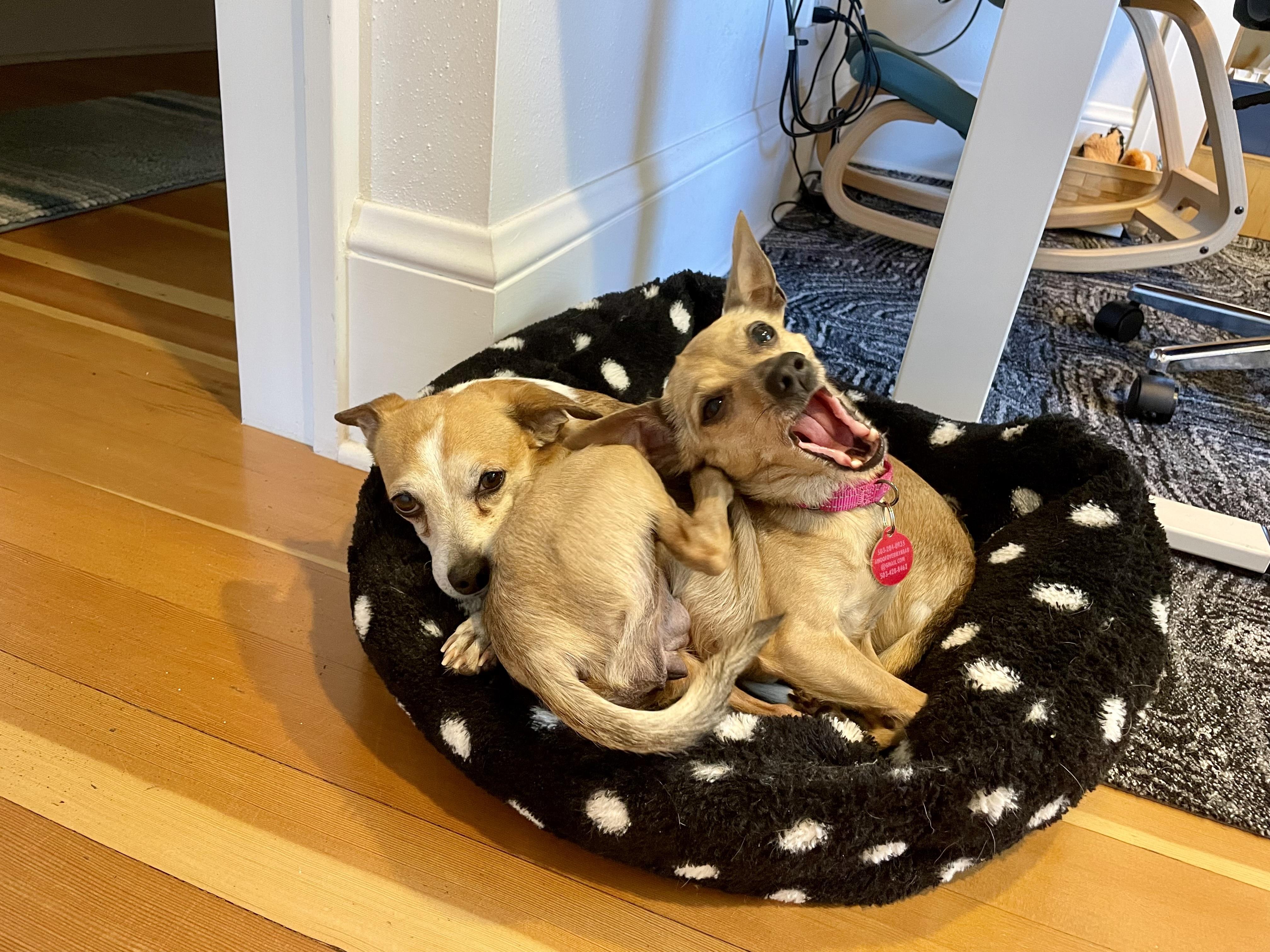 Enlarge Valkyrie, a Adopted mixed breed in Portland, OR image 3/6