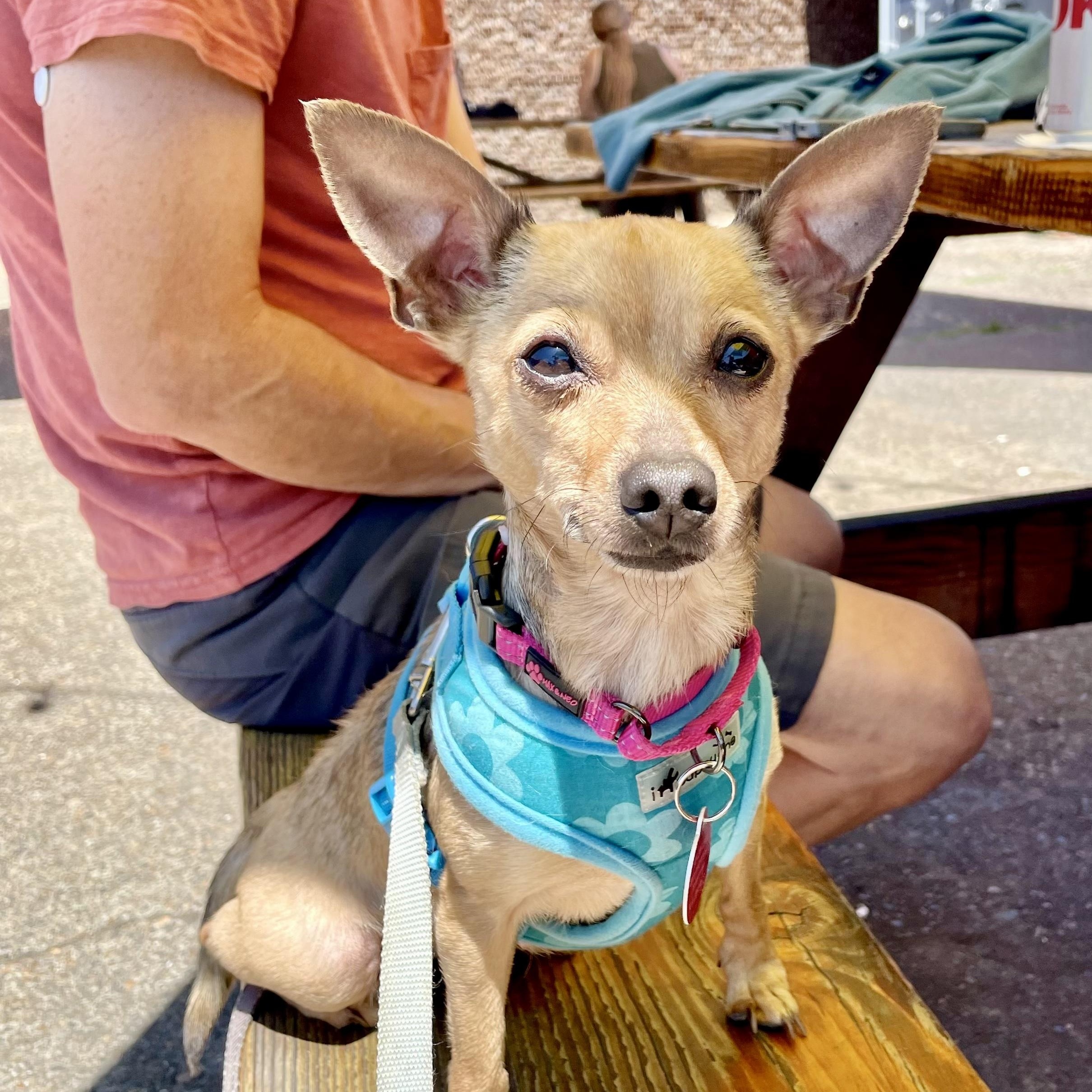 Valkyrie, Adopted, Adult Female Chihuahua.
