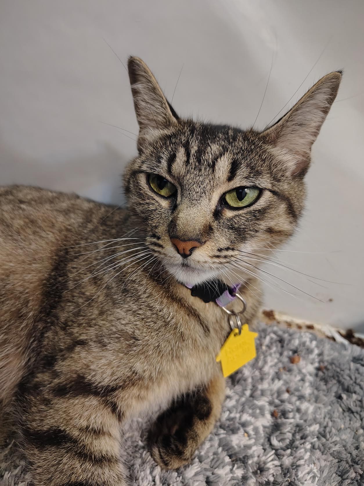 Enlarge Purrecious, a Adoptable Domestic Short Hair in Portland, OR image 1/2