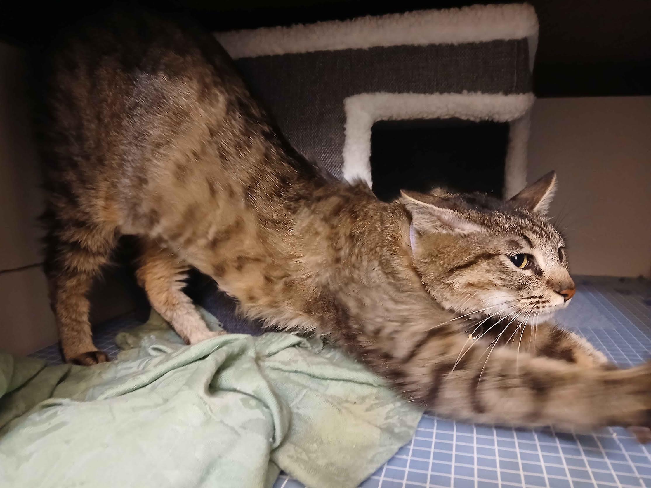 Enlarge Purrecious, a Adoptable Domestic Short Hair in Portland, OR image 2/2