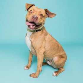 Enlarge Mimi, a Adoptable Mixed Breed in Erie, PA image 1/1