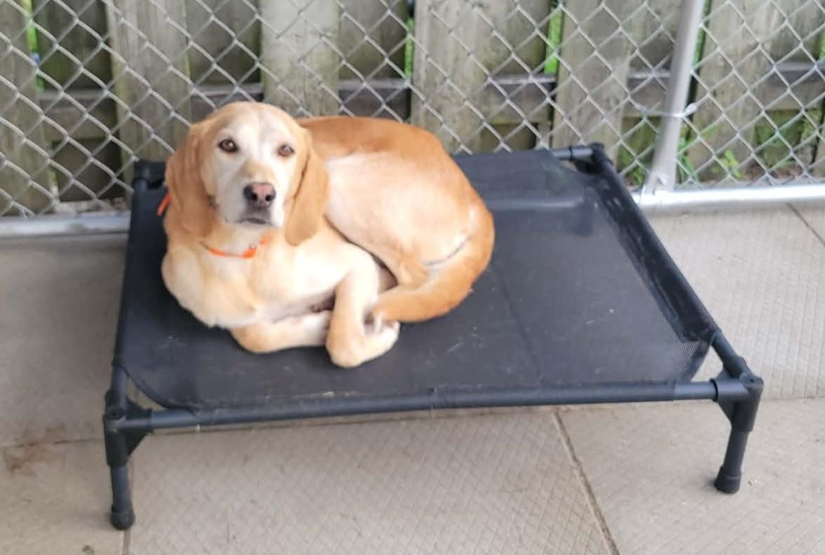 Enlarge Shane - Free at Last, a Adoptable American Foxhound in North Bay, ON image 2/6