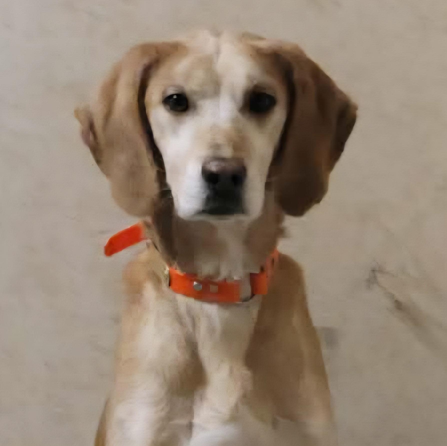 Enlarge Shane - Free at Last, a Adoptable American Foxhound in North Bay, ON image 4/6