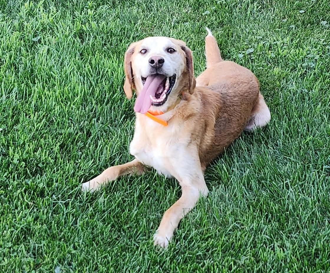 Shane - Free at Last, Adoptable, Senior Male American Foxhound.