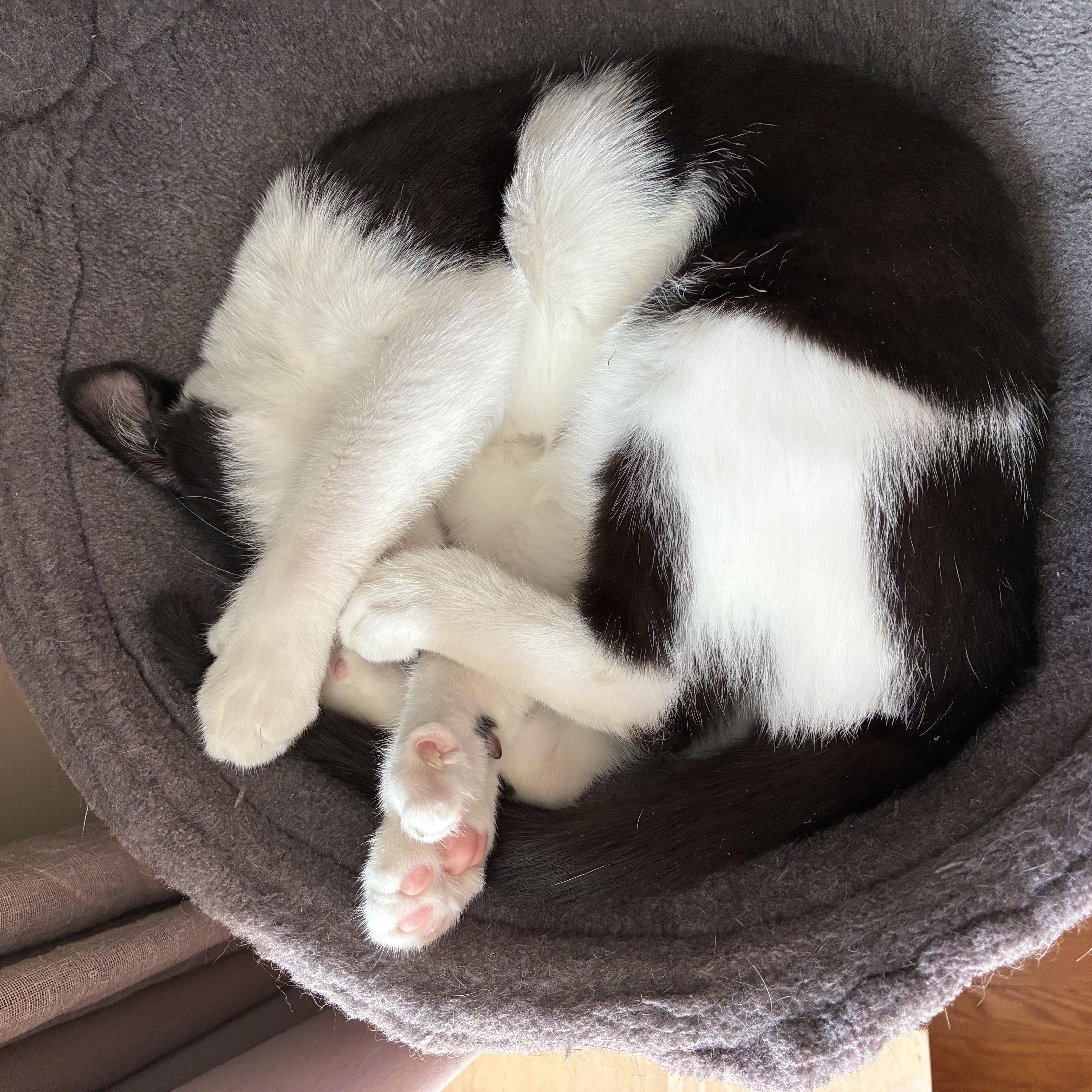 Extra Toes  Extra thumbnail 3