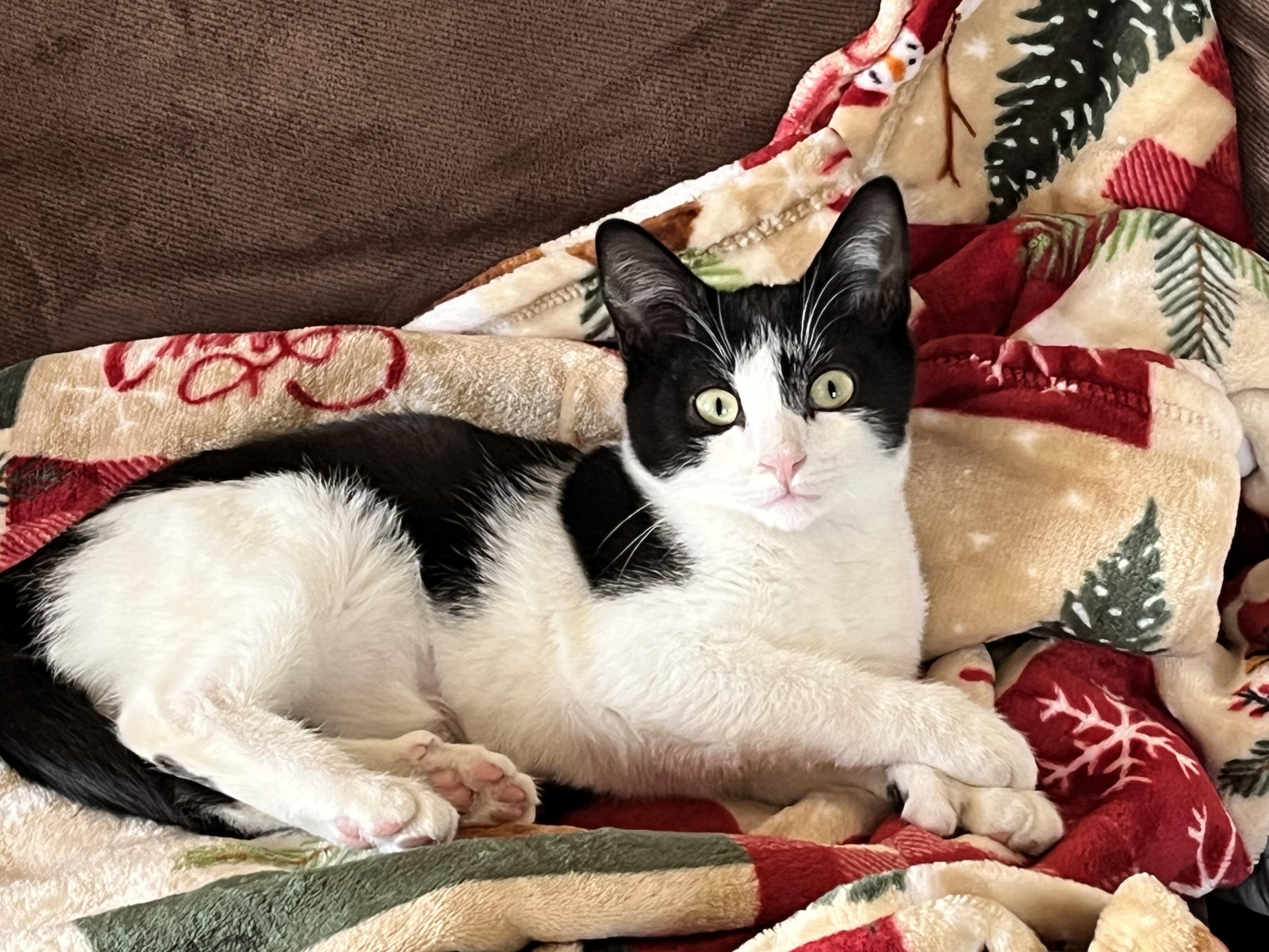 Extra Toes  Extra thumbnail 4