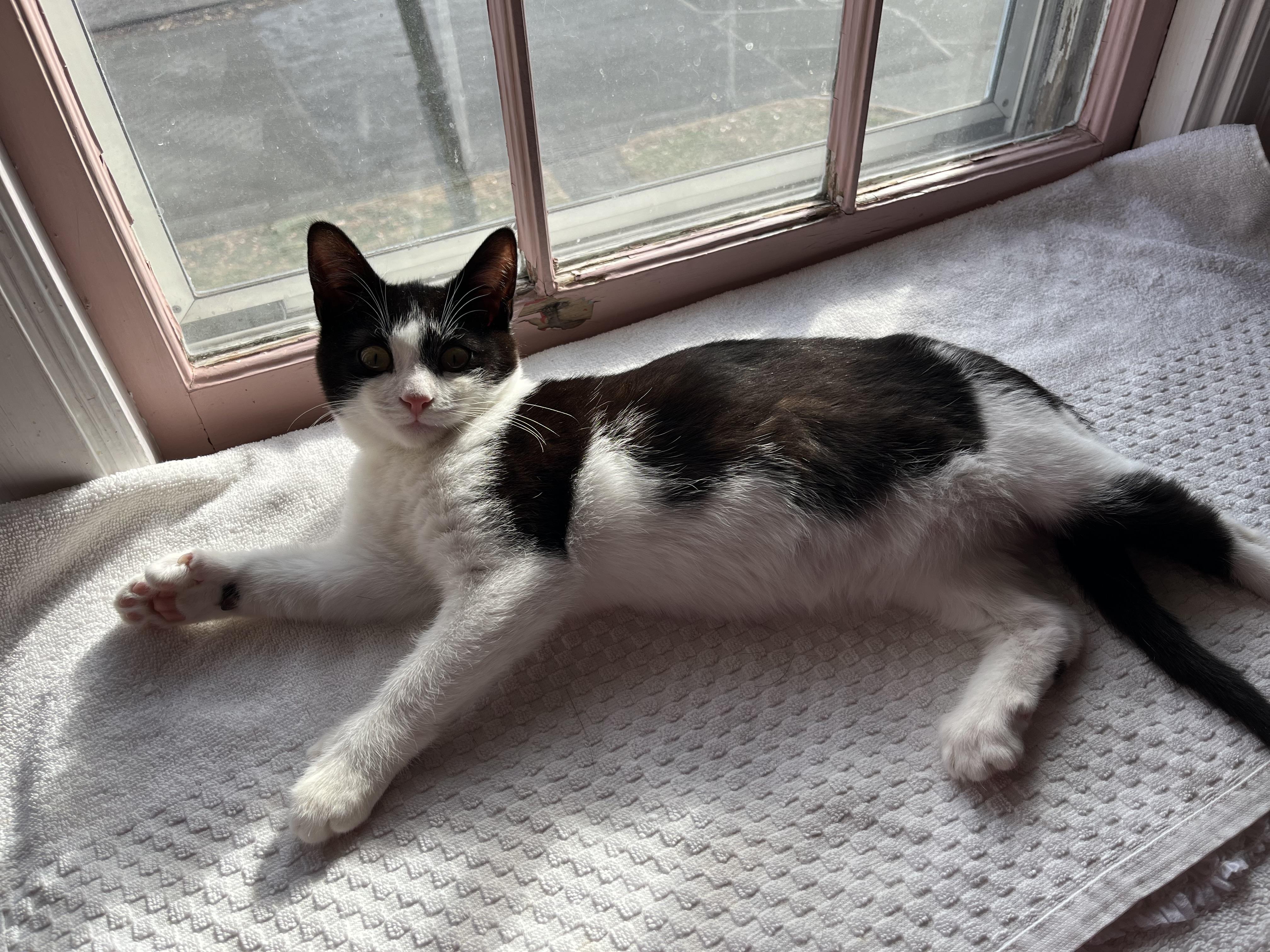 Extra Toes  Extra thumbnail 5