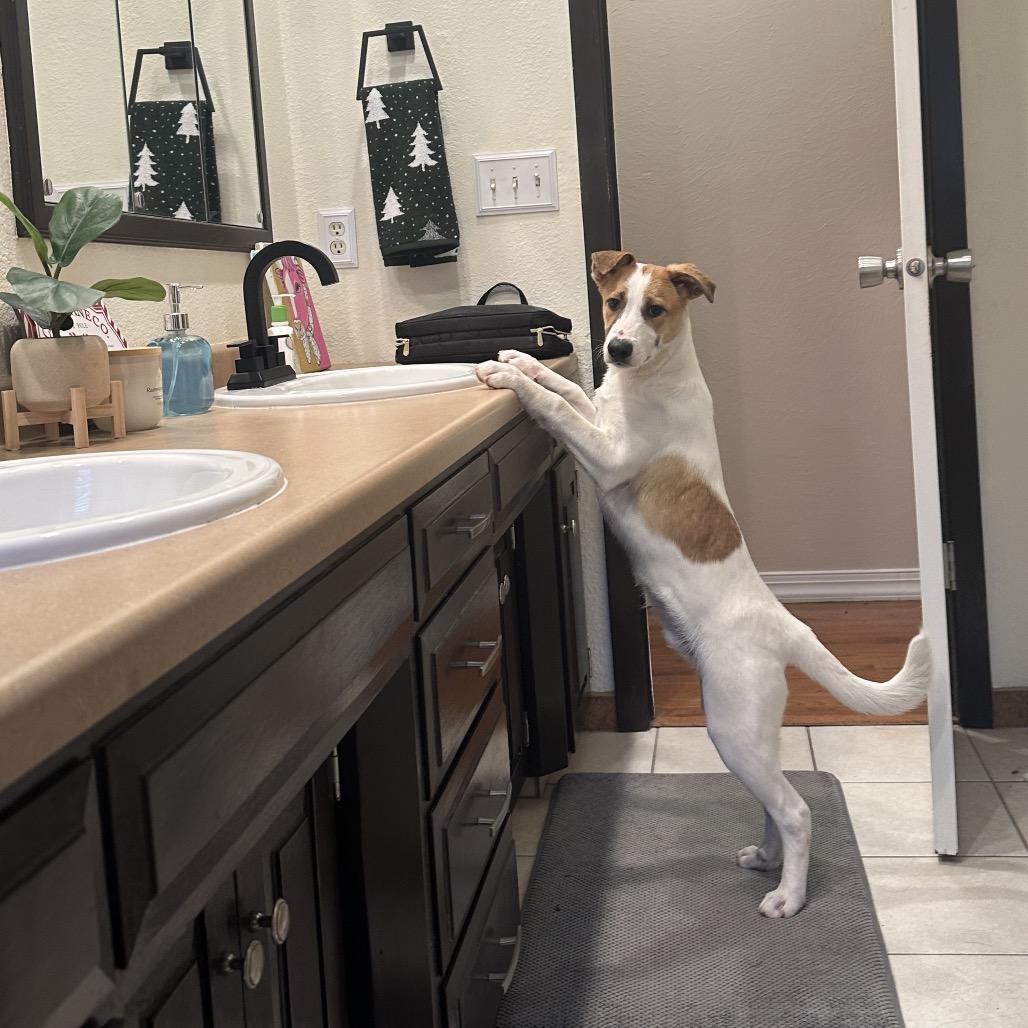 Charles, Adoptable, Puppy Male Mixed Breed.