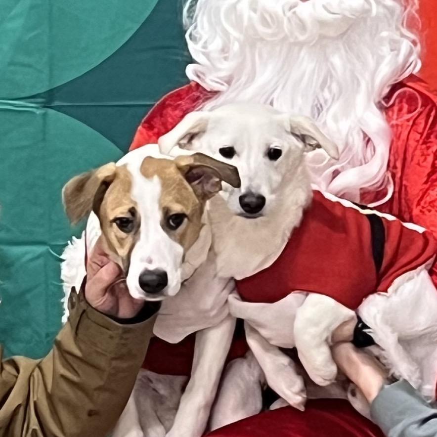 Enlarge Charles, a Adoptable Mixed Breed in Bismarck, ND image 2/6