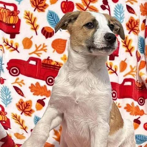 Charles, Adoptable, Puppy Male Mixed Breed.