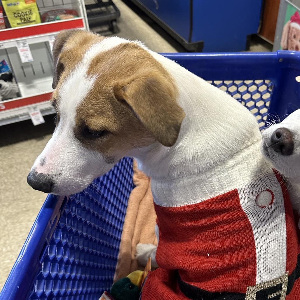 Enlarge Charles, a Adoptable Mixed Breed in Bismarck, ND image 4/6