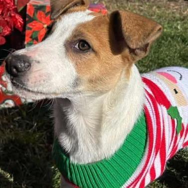 Enlarge Charles, a Adoptable Mixed Breed in Bismarck, ND image 3/3