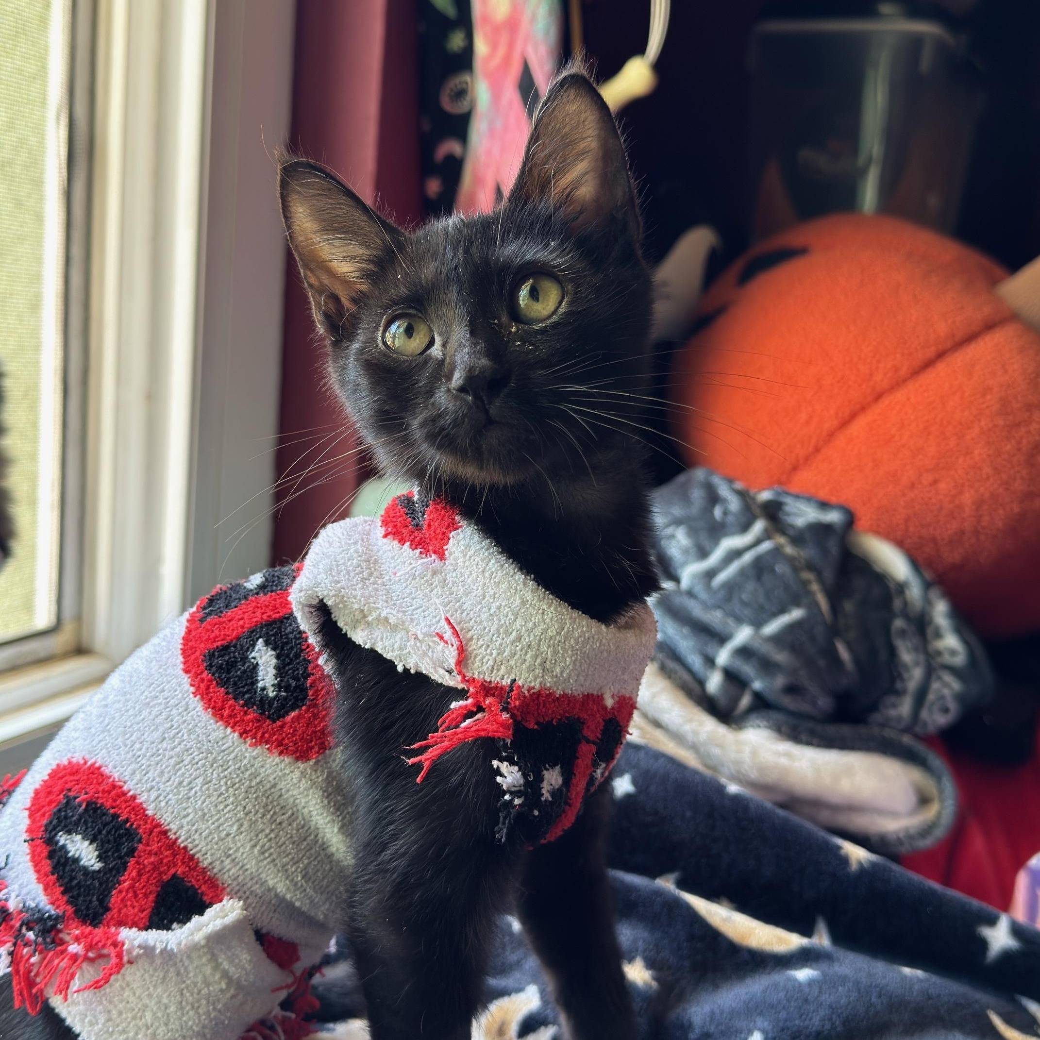 Enlarge Cassie, a ADOPTABLE Domestic Medium Hair in Santa Maria, CA image 1/1
