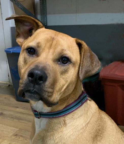 Doug, Adoptable, Adult Male Labrador Retriever & Boxer.