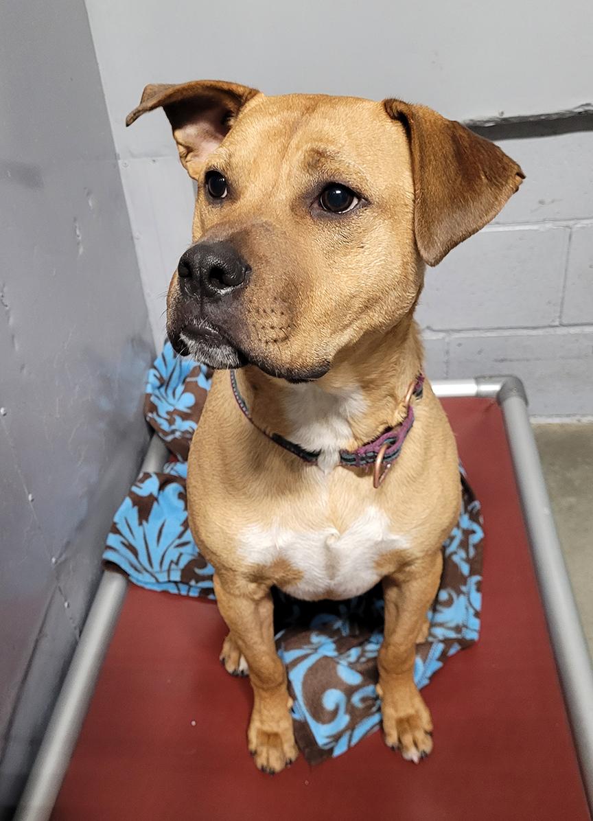 Enlarge Doug, an adopted mixed breed in Stanstead, QC image 1/5