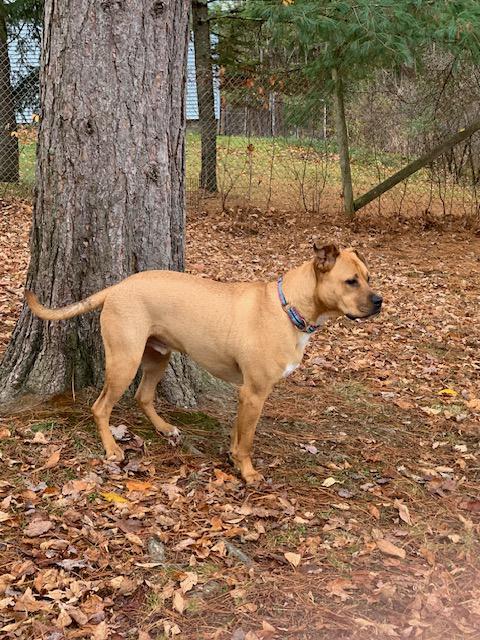Enlarge Doug, an adopted mixed breed in Stanstead, QC image 3/5