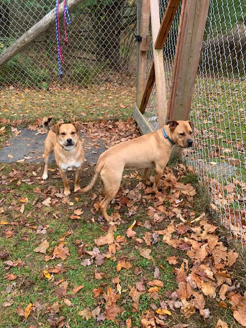 Enlarge Doug, an adopted mixed breed in Stanstead, QC image 4/5