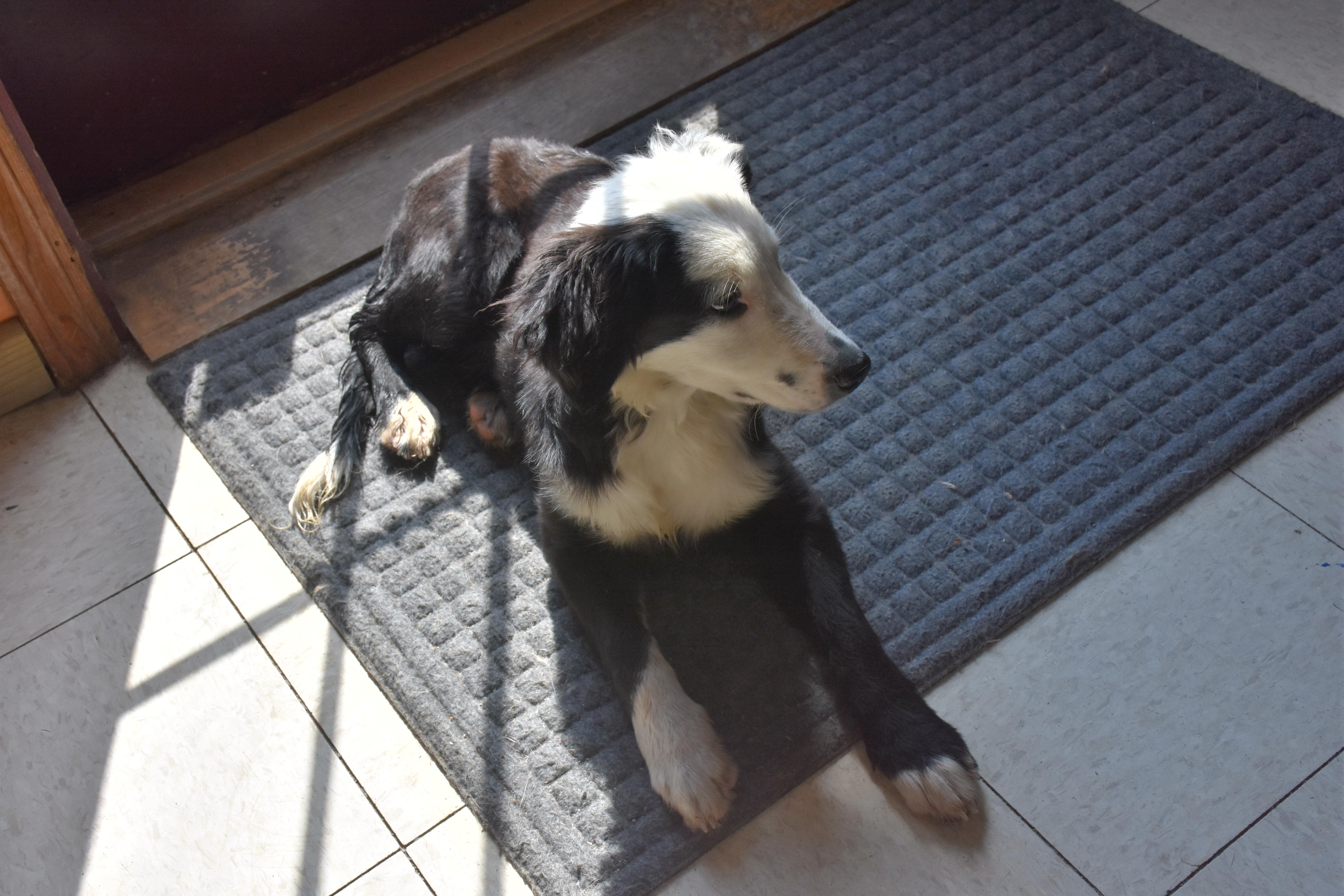Enlarge Panda, a Adoptable Border Collie in North Judson, IN image 2/2