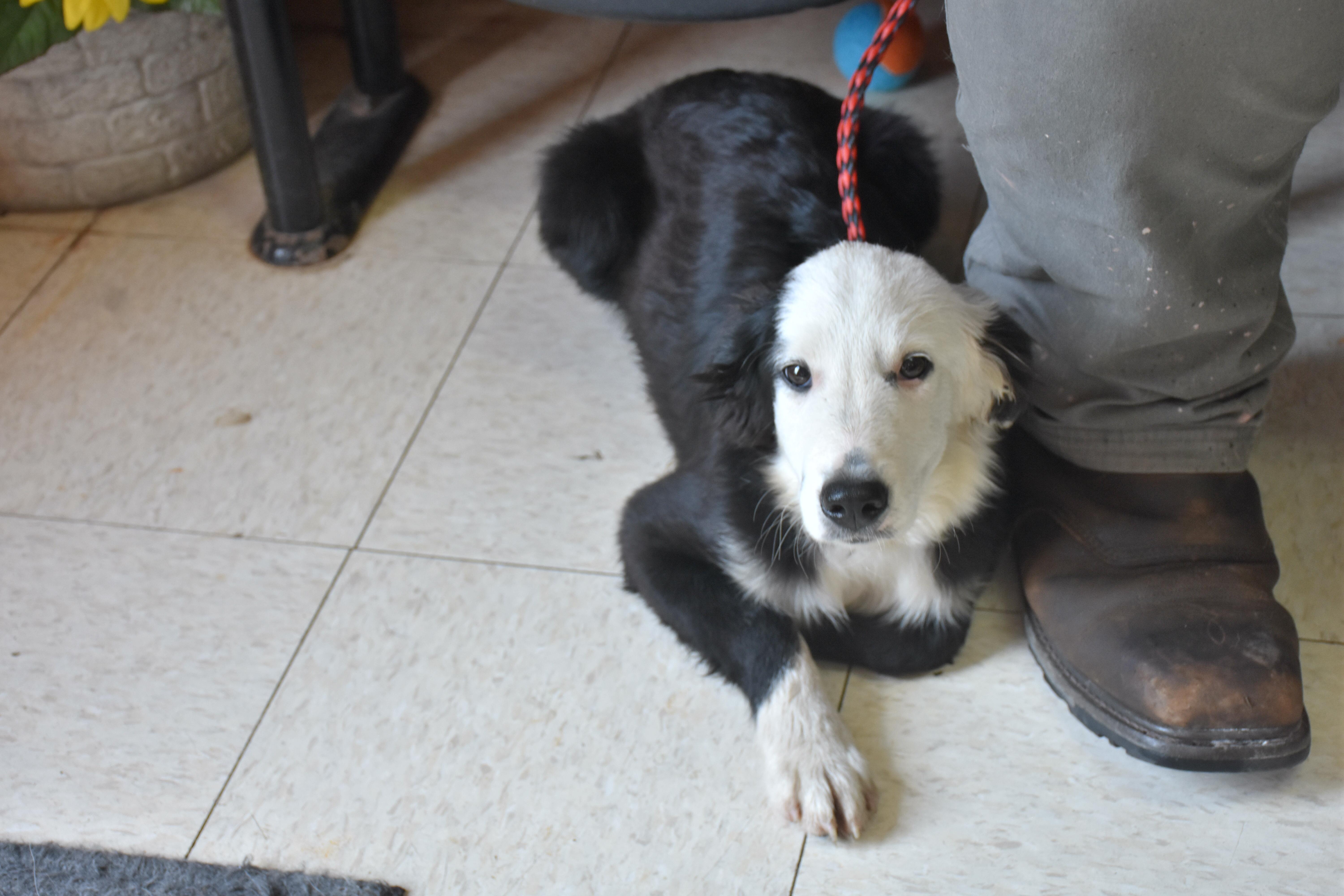 Panda, Adoptable, Young Female Border Collie.