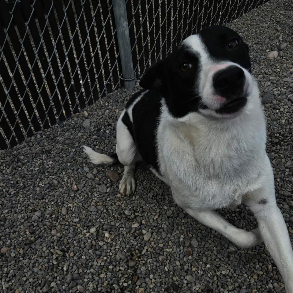 Oreo, Adoptable, Young Male Collie & Mixed Breed.