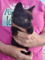 Starlight, a ADOPTABLE mixed breed in Santa Cruz, CA image 2/2