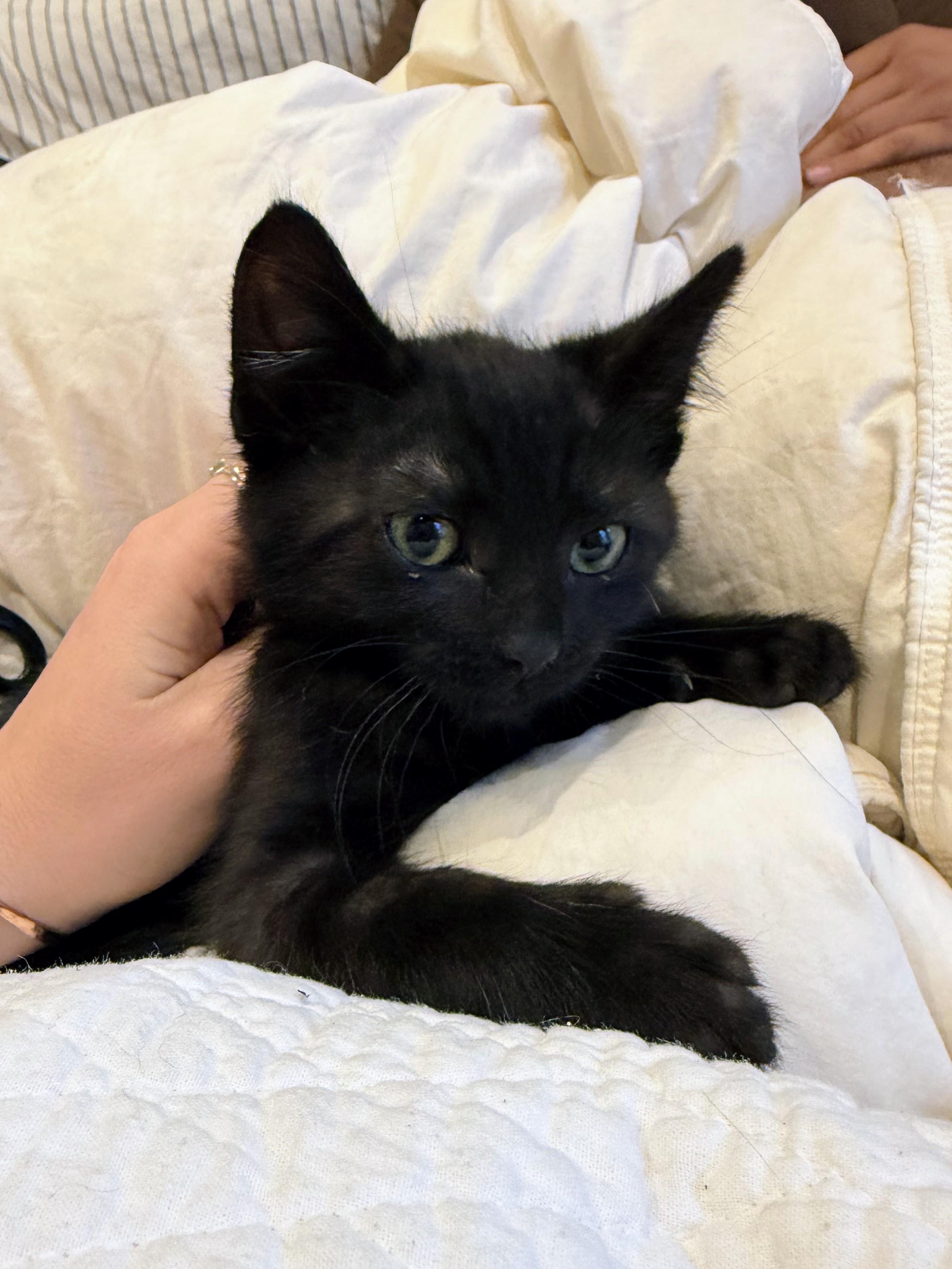 Starlight, ADOPTABLE, Young Male Domestic Short Hair.